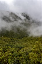 Cloudy forested mountains