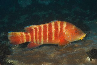 Colourful Natal tooth wrasse