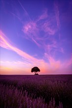 A tree at sunset in a lavender field with a purple sky