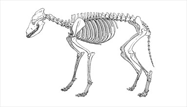 Skeleton of the gray wolf
