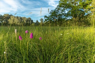 Wild orchids in natural meadow in spring. Alsace