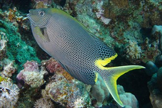 Spotted rabbitfish