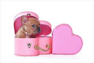 Red fawn French Bulldog dog puppy in Valentine's Day trunk box in shape of pink heart on white background