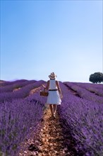 A woman in a white dress in a summer lavender field with a hat and a basket