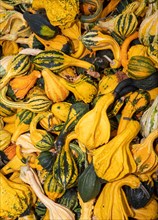 Various colourful pumpkins with stripes and warts in a pile of pumpkins