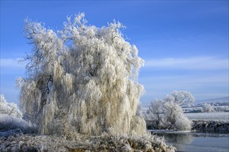 River landscape with hoarfrost and ice