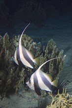 Pair of schooling bannerfish