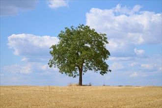 Walnut tree in harvested grainfield