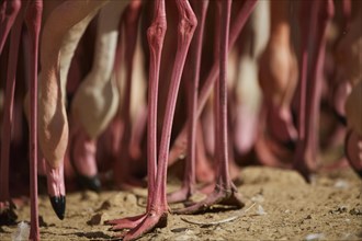 Feet of Greater flamingos