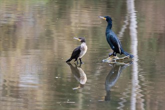 Two great cormorant