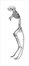 Skeleton of the great jerboa
