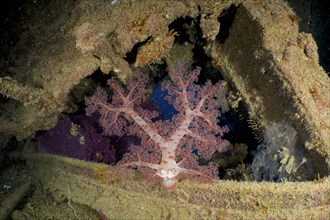 Hemprich's tree coral
