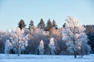 Trees with frost mantle
