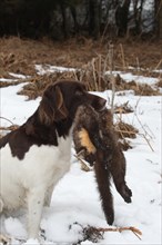 Hunting dog small Muensterlaender retrieves killed pine marten