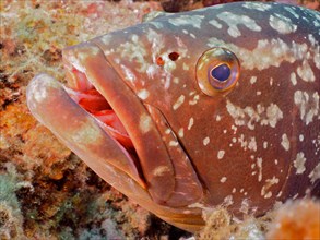Close-up of dusky grouper