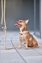 French Bulldog with dog harness with rope leash in front of gray wall