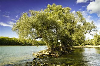 Willow trees on the river Rhine on a sunny day with blue sky