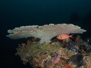 White fringed soldierfish