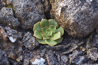 Thick-leaved plant on grey lava rock
