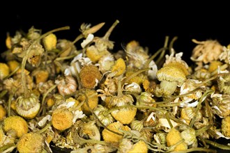 Handpicked flowers of blue chamomile