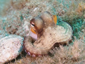 Juvenile Common Octopus