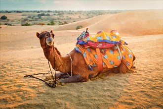Indian camel in sand dunes of Thar desert on sunset. Caravan in Rajasthan travel tourism background safari adventure. Jaisalmer