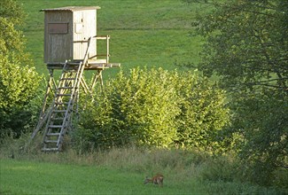 High seat with deer grazing