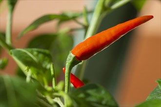 Close up shot of red hot chilli pepper