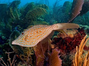 Scrawled filefish