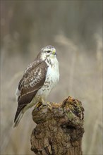 Common steppe buzzard