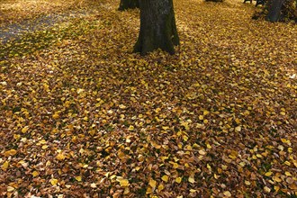 Autumn beech