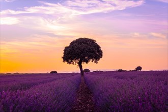 Natural landscape of a lavender field at sunset