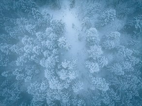 Aerial view of winter forest in snow and ice