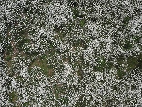 Drone image of a meadow full of ox-eye daisy