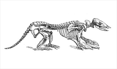 Armadillo skeleton