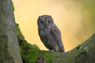 European scops owl