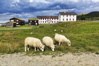 Sheep grazing in front of accommodation on the Olav Trail