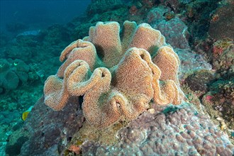 Mushroom leather coral