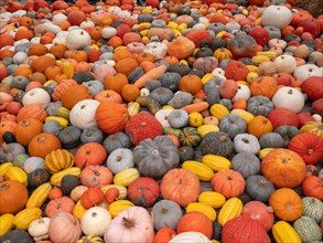 A big pile of different ornamental pumpkins and gourds
