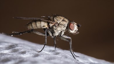 Macro shot of a house fly standing on a white paper towel