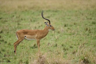 Black heeled antelope