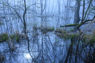 Flooded alder swamp on the shore of Lake Duemmer