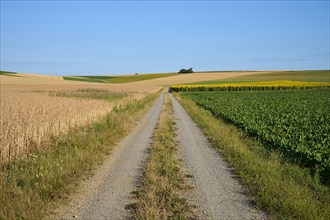 Dirt road with fieldlandscape in summer