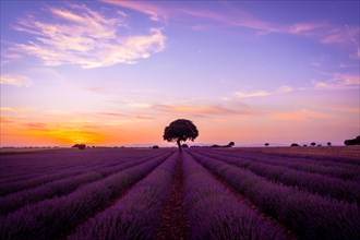 Sunset in a lavender field in summer