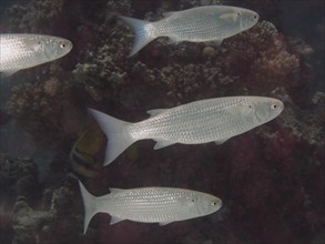 Group of bluntmouth mullet