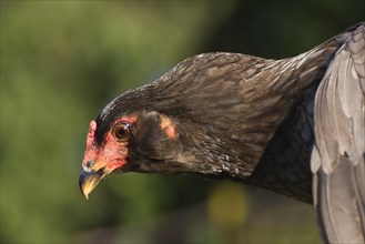 Portrait of a free-range chicken of the Araucana breed
