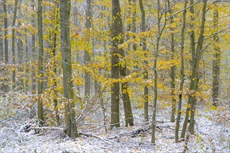 Autumn forest with snow
