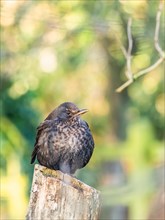 Female of Common Blackbird