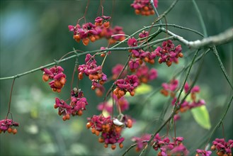 Fruits of the common spindle bush. european spindle