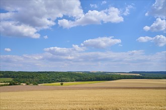 Field landscape with harvested grainfields in summer